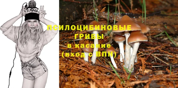 сатива Козловка